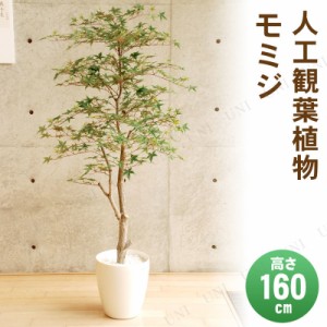 【取寄品】 フェイクグリーン 光触媒 モミジ 160cm 【 人工観葉植物 インテリアグリーン 消臭 抗菌 】