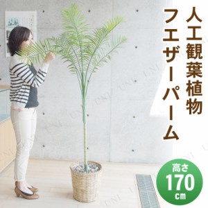 【取寄品】 フェイクグリーン 光触媒 フェザーパーム 170cm 【 抗菌 ヤシの木 消臭 インテリアグリーン 椰子 人工観葉植物 】