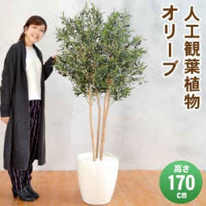 【取寄品】 フェイクグリーン 光触媒 オリーブ 170cm 【 果樹木 消臭 抗菌 インテリアグリーン 人工観葉植物 】