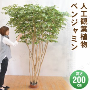 【取寄品】 フェイクグリーン 光触媒 ベンジャミン 200cm 【 インテリアグリーン 人工観葉植物 消臭 フェイクグ リーン 抗菌 】