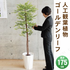 【取寄品】 フェイクグリーン 光触媒 ゴールデンリーフ 175cm 【 インテリアグリーン 消臭 抗菌 人工観葉植物 】