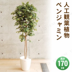 【取寄品】 フェイクグリーン 光触媒 ベンジャミン 170cm 【 人工観葉植物 フェイクグ リーン 抗菌 インテリアグリーン 消臭 】