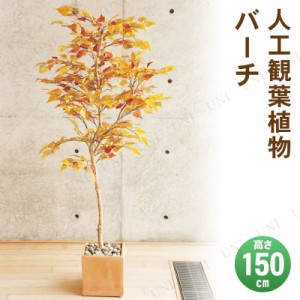 【取寄品】 フェイクグリーン 光触媒 バーチ 150cm 【 抗菌 人工観葉植物 消臭 インテリアグリーン 】