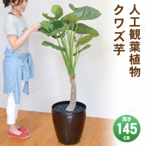 観葉 植物 イモ科の通販 Au Pay マーケット