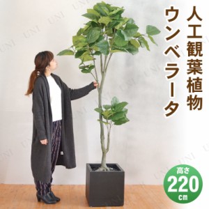 【取寄品】 フェイクグリーン 光触媒 ウンペラータ 220cm 【 フィカス 大きい 人工観葉植物 抗菌 インテリアグリーン ウンベラーター 消