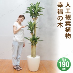 観葉 植物 ドラセナの通販｜au PAY マーケット