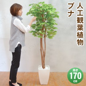 【取寄品】 フェイクグリーン 光触媒 ブナ 170cm 【 人工観葉植物 インテリアグリーン 消臭 抗菌 】