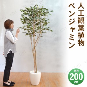 【取寄品】 フェイクグリーン 光触媒 ベンジャミン 200cm 【 インテリアグリーン 人工観葉植物 フェイクグ リーン 消臭 抗菌 】