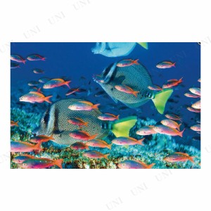 【取寄品】 Yellow Tailed Surgeonfish ポスター 【 インテリア雑貨 アニマル 動物 】