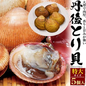 丹後とり貝  (特大) 170g〜189g × 5枚セット  新鮮 生きたまま出荷 京都府産 宮津 舞鶴 生 殻付き 活け 大型 鳥海 とりがい トリガイ 5