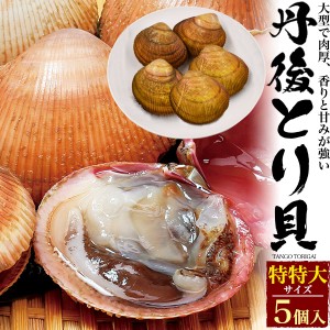 丹後とり貝  (特特大) 190g〜219g × 5枚セット  新鮮 生きたまま出荷 京都府産 宮津 舞鶴 生 殻付き 活け 大型 鳥海 とりがい トリガイ 