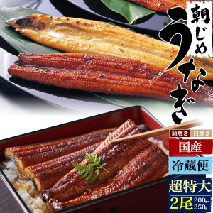 新鮮！国産うなぎ 朝じめ 超特大 200g〜250g × 2尾 蒲焼き 白焼き (素焼き) 未冷凍 愛知県 鰻 ウナギ 大きい 200グラム〜250グラム 2024