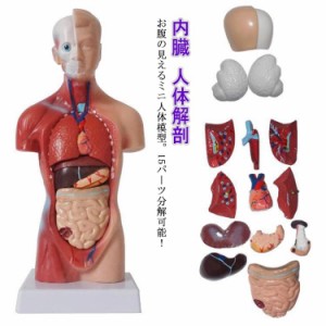 全身模型 人体模型 15パーツ 人体 人体解剖 人体標本 模型 胴体解剖モデル 内臓人体模型 人体モデル 28cm 全身標本 トルソー 内臓 標本