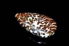 �y�P�_���zAAAA���I�[�X�g�����A�̎��� �{���_�[�I�p�[���@27x16mm�@�h���b�v ���[�X ���^�E�d���^�y�l�R�|�X���������z_PB2661