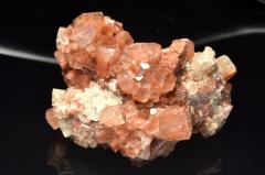 �y�P�_���z�����b�R�Y �A���S�i�C�g(�Ő�)�@62x55x33mm�@���� �����^_CG7197�y��}�ւ̂݁z