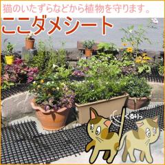 �L�悯 �����_���V�[�g 10���� ���| �K�[�f�j���O �ƒ�؉� �ƒ�p �� �x�����_ �������� �h�~