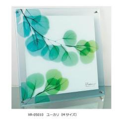 X RAY �K���X �A�[�g ���[�J�� M�T�C�Y XR-05010 �y�����i�z �ԕi�E�L�����Z���E�����i�Ɠ����w���͕s��   