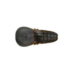 シマノ 25セイハコウ フィラート 160 / チヌ 黒鯛 カセ 筏 竿の通販は