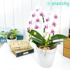 PLANCHU ���ԃM�t�g �~�f�B�Ӓ��� ���[�W�� 2�{���� 5�����픫 �󂯎M�t�� ��ĕ��������t�� �t�@���m�v�V�X �R�`���E���� �m����