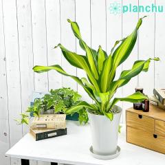 PLANCHU ϗtA hZi S[hR[h 6 󂯎Mt ĕt Draceana eGold Codef