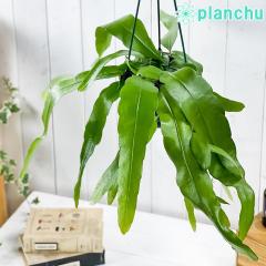 PLANCHU ϗtA GstB v~ 5݂蔫 ĕt Epiphyllum pumilum GstB Pl XѐT{e
