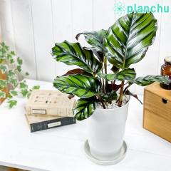 PLANCHU ϗtA JeA t@VA[^ 6 󂯎Mt ĕt Calathea fasciata