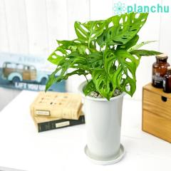 PLANCHU �ϗt�A�� �}�h�J�Y�� �����X�e�� �t���[�h���q�X�^�[���[ 5�������O�� �󂯎M�t�� ��ĕ��������t�� Monstera friedrichsthalii