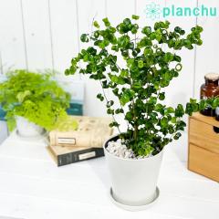 PLANCHU �ϗt�A�� �t�B�J�X �x���W���~�� �o���b�N 5���� �󂯎M�t�� ��ĕ��������t�� Ficus benjamina �eBarok�f PVP �K�^���ĂԖ� �S