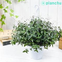 PLANCHU �ϗt�A�� �u���C�_���x�[�� 5���݂蔫 ��ĕ��������t�� Gibasis pellucida �M�o�V�X �y���L�_ ����
