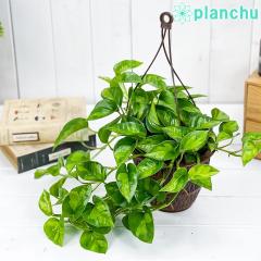 PLANCHU �ϗt�A�� �|�g�X �O���[�o���O���[�� 5���݂蔫 ��ĕ��������t�� PVP Epipremnum aureum �eGlobal Green�f �G�s�v�����i�� �A��