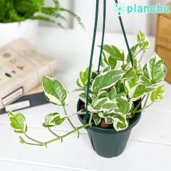 PLANCHU �ϗt�A�� �|�g�X �G���W���C 4���݂蔫 ��ĕ��������t�� PVP Epipremnum aureum �eNJoy�f �G�s�v�����i�� �A���C�h