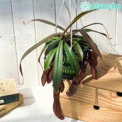 PLANCHU �H���A�� �l�y���e�X ���x�b�J 5���݂蔫 ��ĕ��������t�� Nepenthes �eRebecca soper�f  �E�c�{�J�Y��