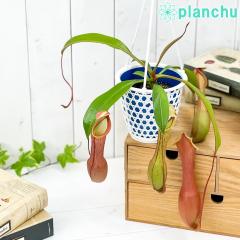 PLANCHU �H���A�� �l�y���e�X �A���^ �A�J�l 4���݂蔫 ��ĕ��������t�� Nepenthes alata cv. �����ߏ� �� �A���[�^ �E�c�{�J�Y��