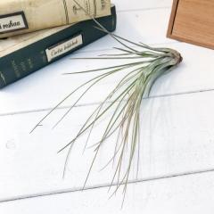 PLANCHU �G�A�v�����c �e�B�����W�A �W�����Z�A M�T�C�Y 1�� ��ĕ��������t�� Tillandsia juncea �G�A�[�v�����c �`�����W�A
