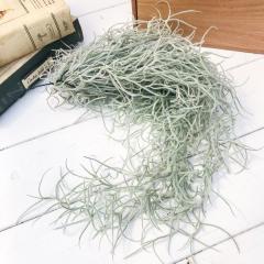PLANCHU �G�A�v�����c �e�B�����W�A �E�X�l�I�C�f�X ���t L�T�C�Y 1�� ��ĕ��������t�� Tillandsia usneoides �G�A�[�v�����c �`�����W