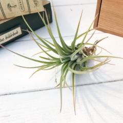 PLANCHU �G�A�v�����c �e�B�����W�A �n�������[ 1�� ��ĕ��������t�� Tillandsia hammeri �G�A�[�v�����c �`�����W�A