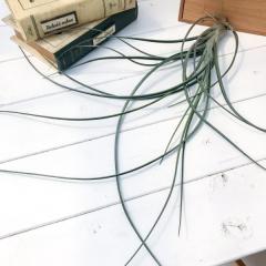 PLANCHU �G�A�v�����c �e�B�����W�A �G�N�Z���^ �~ �t�@�V�N���[�^ 1�� ��ĕ��������t�� Tillandsia exserta �~ fasciculata �G�A�[�v��