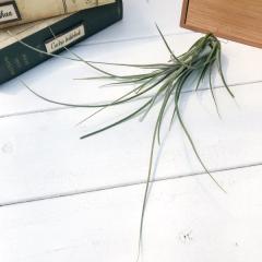 PLANCHU �G�A�v�����c �e�B�����W�A �f�B�X�e�B�J �y�g���A 1�� ��ĕ��������t�� Tillandsia disticha �ePetrea�f �G�A�[�v�����c �`��