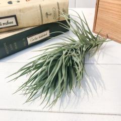 PLANCHU �G�A�v�����c �e�B�����W�A �e�k�C�t�H���A �p�[�v���g�[�` 1�� ��ĕ��������t�� Tillandsia tenuifolia �ePurple Torch�f �G�A