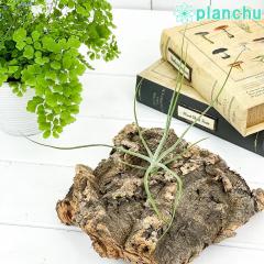 PLANCHU �G�A�v�����c �e�B�����W�A �V�[�f�B�A�i S�T�C�Y 1�� ��ĕ��������t�� Tillandsia schiedeana �X�L�f�B�A�[�i �G�A�[�v�����c 