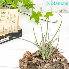 PLANCHU �G�A�v�����c �e�B�����W�A �x�C���C M�T�C�Y 1�� ��ĕ��������t�� Tillandsia baileyi �G�A�[�v�����c �`�����W�A