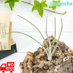 PLANCHU ���[���֔��� �G�A�v�����c �e�B�����W�A �x�C���C S�T�C�Y 1�� ��ĕ��������t�� Tillandsia baileyi �G�A�[�v�����c �`�����W