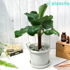 PLANCHU �M�щʎ� �O�ڃo�i�i 8���� �O���E�R���e�i �z���C�g �󂯎M�t�� ��ĕ��������t�� �T���W���N�o�i�i �o�i�i�̖� �c �ϗt�A��