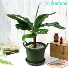 PLANCHU �M�щʎ� �O�ڃo�i�i 8���� �O���E�R���e�i �O���[�� �󂯎M�t�� ��ĕ��������t�� �T���W���N�o�i�i �o�i�i�̖� �c �ϗt�A��