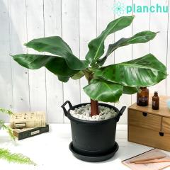 PLANCHU Mщʎ Oڃoii 8 OERei ubN 󂯎Mt ĕt TWNoii oii̖ c ϗtA