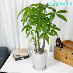 PLANCHU �ϗt�A�� �p�L�� �X�g���[�g ������ 6���� �󂯎M�t�� ��ĕ��������t�� Pachira glabra ������ ����
