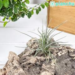 PLANCHU �G�A�v�����c �e�B�����W�A ���N���o�[�^ 1�� ��ĕ��������t�� Tillandsia recurvata �G�A�[�v�����c �`�����W�A