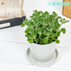 PLANCHU �ϗt�A�� �A���}�e�B�J�X 3.5���� �󂯎M�t�� ��ĕ��������t�� Plectranthus hadiensis �v���N�g�����T�X �n�[�u�c �������A��