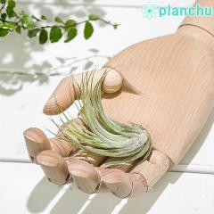 PLANCHU �G�A�v�����c �e�B�����W�A �R���r�[ M�T�C�Y 1�� ��ĕ��������t�� Tillandsia scaposa �X�J�|�[�T �G�A�[�v�����c �`�����W�A