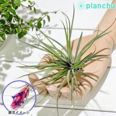 PLANCHU �G�A�v�����c �e�B�����W�A �X�g���N�^ �}�[���^ 1�� ��ĕ��������t�� Tillandsia stricta �eMagenta�f �G�A�[�v�����c �`����